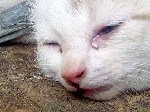 Почему кошки плачут и плачут ли они вообще?