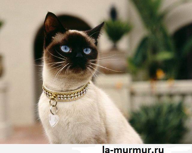 Имена для сиамских кошек: популярные и красивые клички для мальчиков и девочек сиамской породы