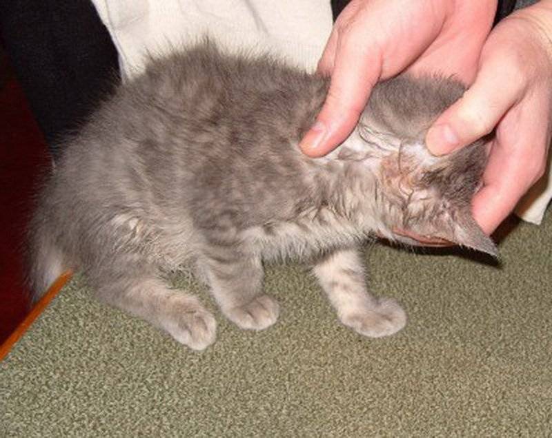 Лишай у котят: как лечить, причины заболевания, осложнения и профилактика | блог ветклиники "беланта"