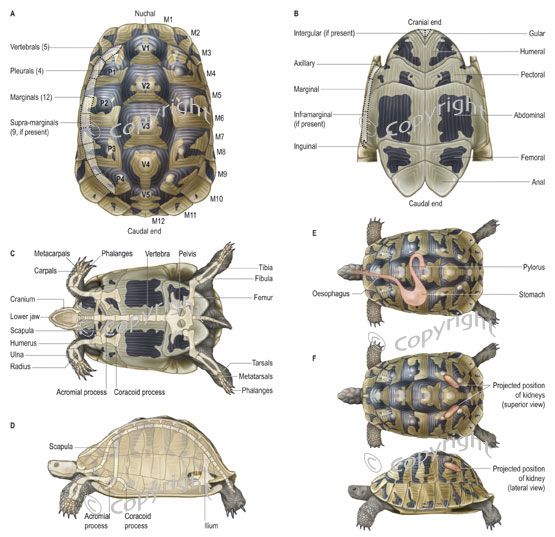 Болотная черепаха. описание, особенности, виды, образ жизни и среда обитания пресмыкающегося
