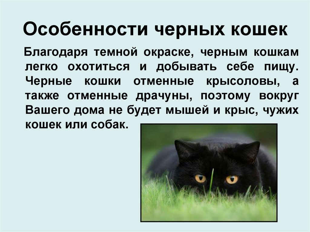 Чёрные кошки: мистические и обаятельные