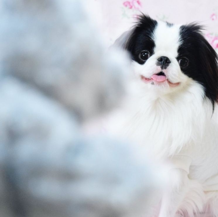 Японский хин: фото собаки, особенности содержания и ухода