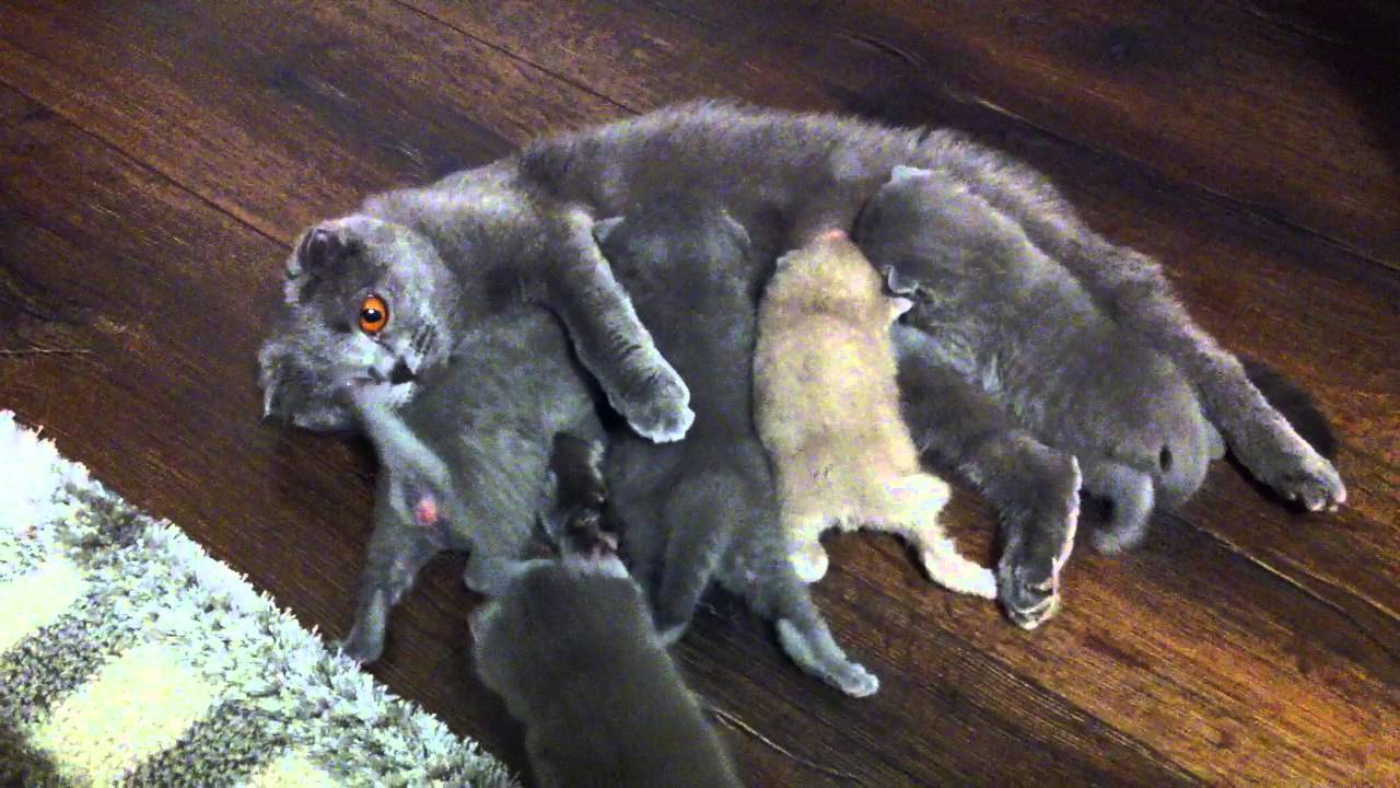 Вязка шотландских кошек: срок беременности, роды, котята