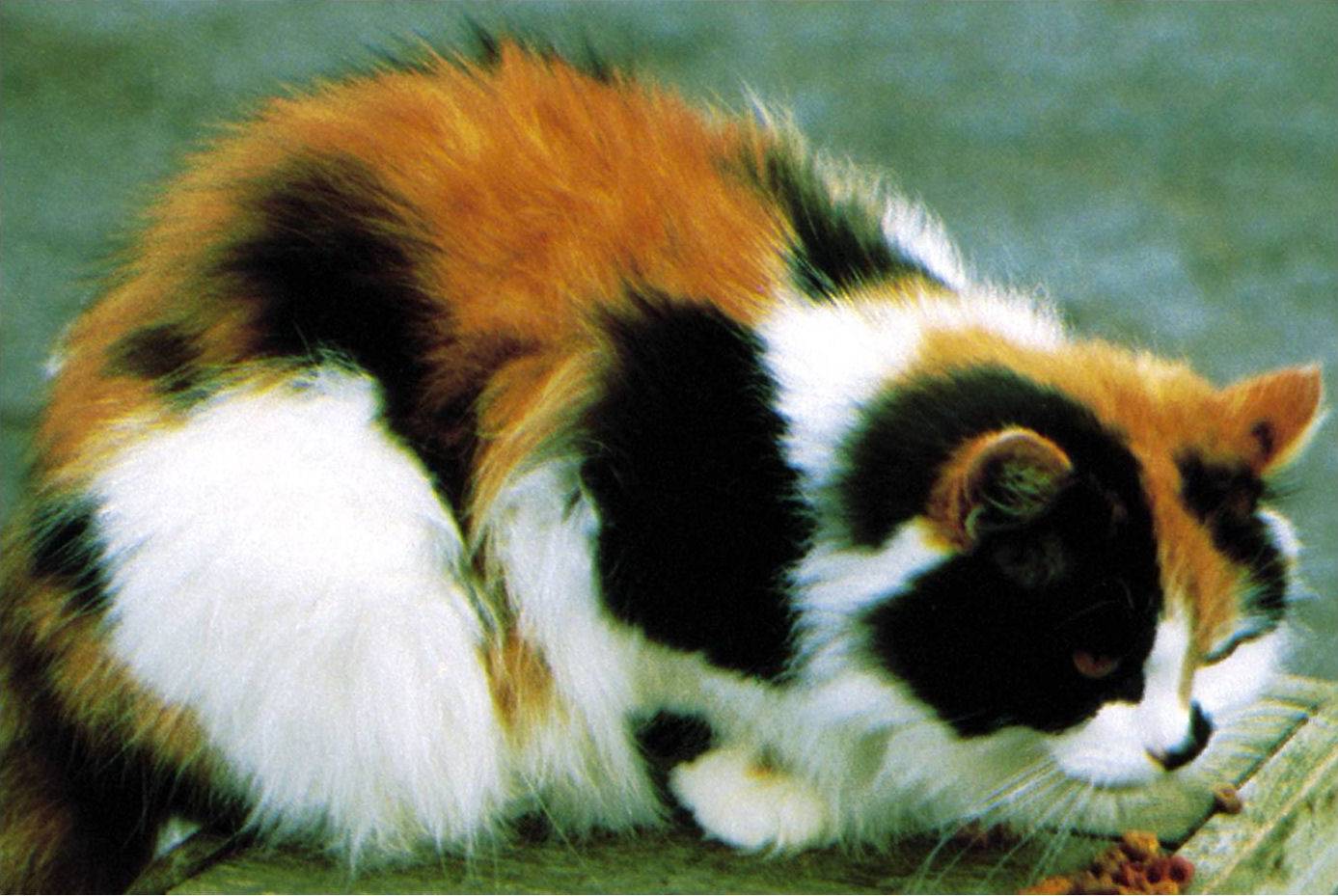 Кошки окраса из трёх цветов: породы с подобной внешностью, фото, мифы о трёхцветных котах и особенности выбора котёнка