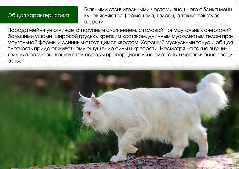 Мейн-кун (46 фото): описание породы больших котов, характеристика взрослых кошек и котят, плюсы и минусы домашних котиков, отзывы владельцев