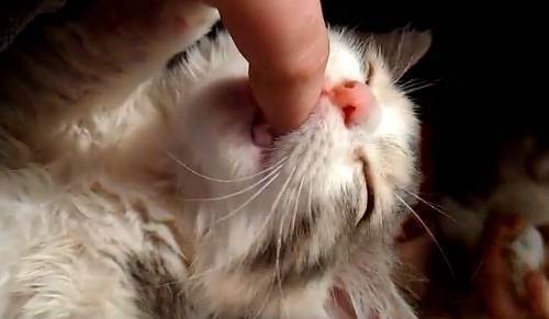Что делать когда у котенка режутся зубки. меняются ли у кошек зубы