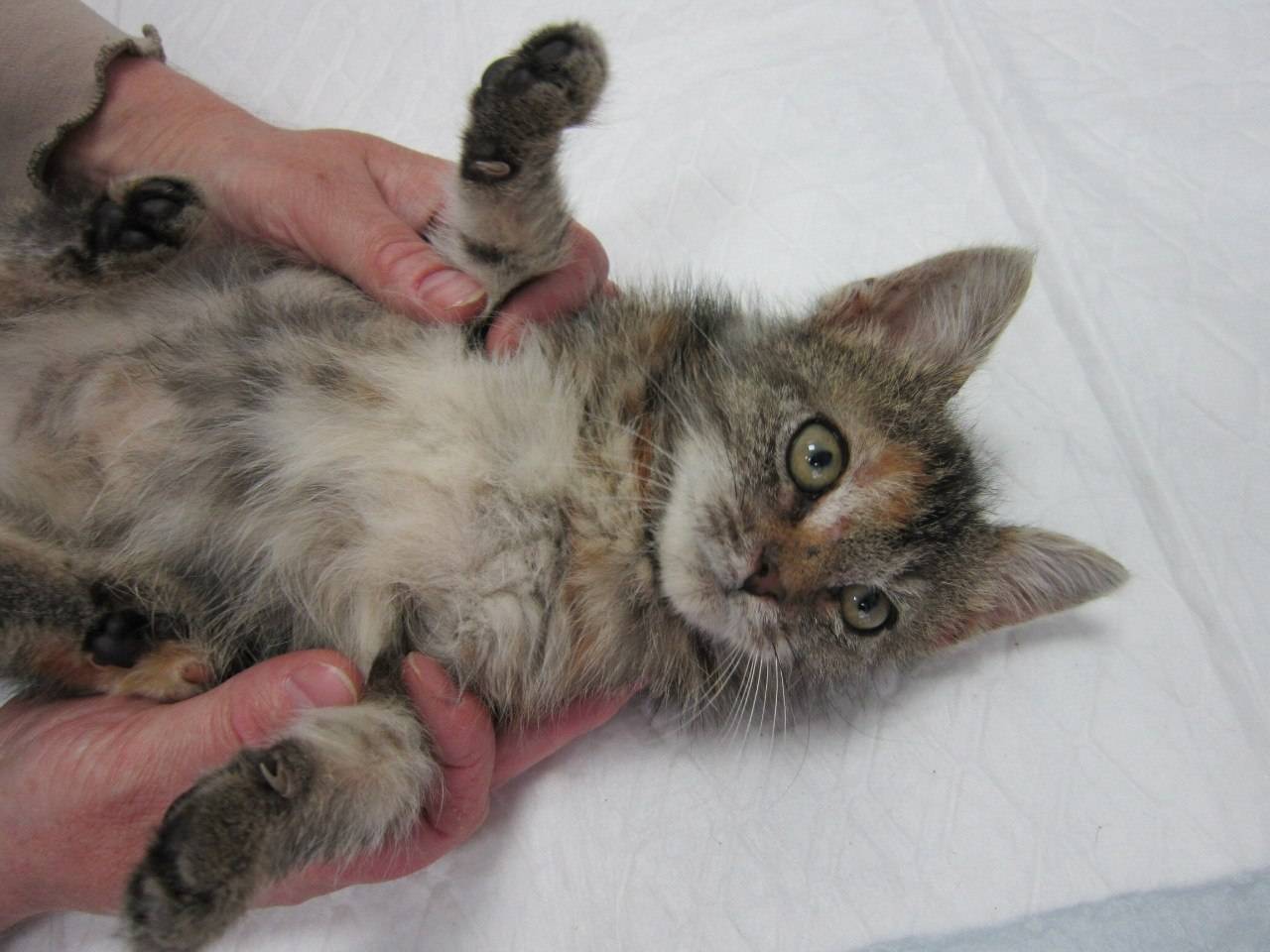 Блошиный дерматит у кошек: симптомы и лечение в домашних условиях, аллергический и хронический