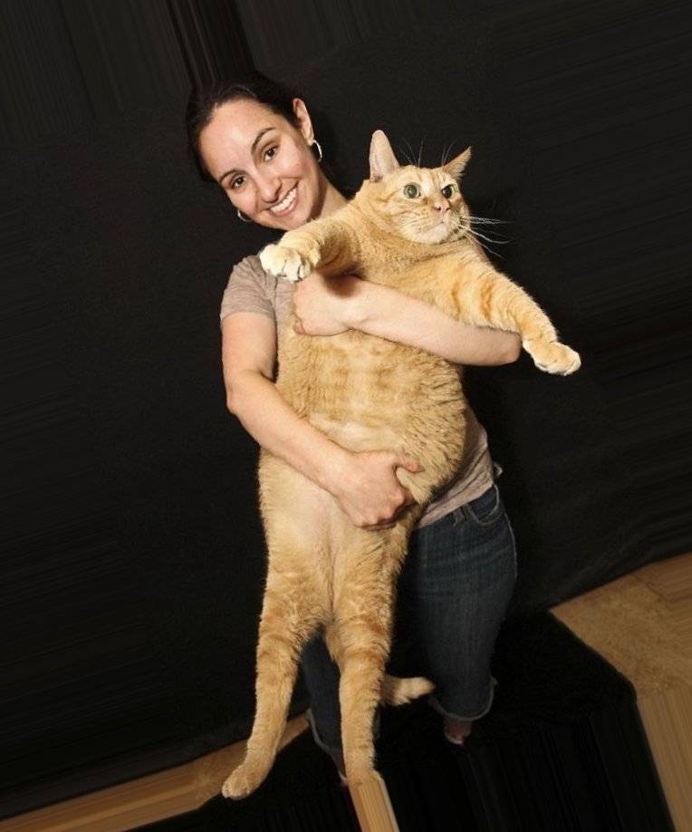 Сколько весит самый толстый кот в мире? топ самых больших котов в мире - новая медицина