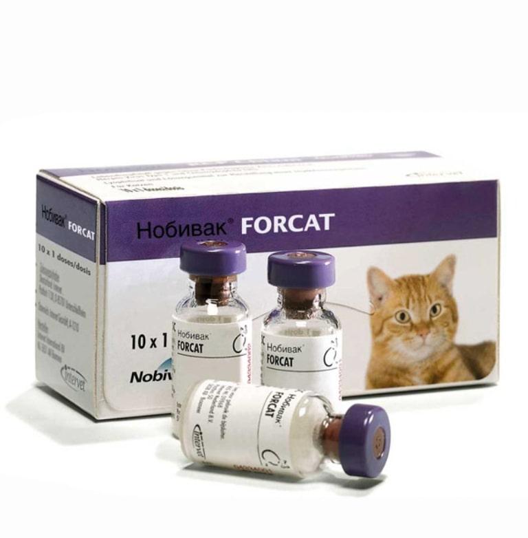 Вакцина "нобивак" для кошек – рабиес, трикет трио и другие: инструкция по применению