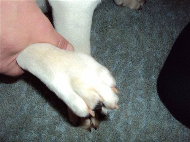 Форвет - межпальцевый дерматит собак , лечение