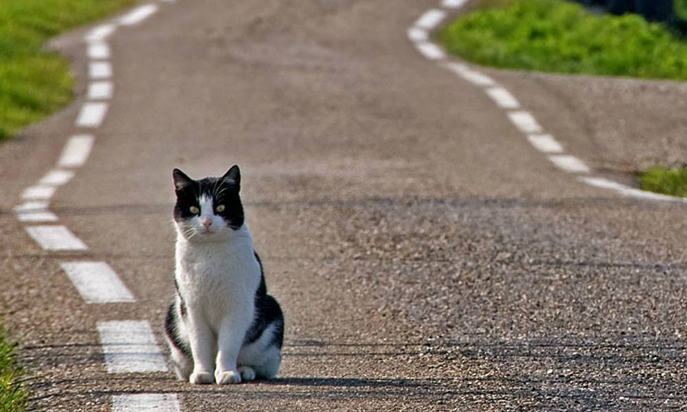 Как кошки находят дорогу домой. кошки, нашедшие дорогу домой