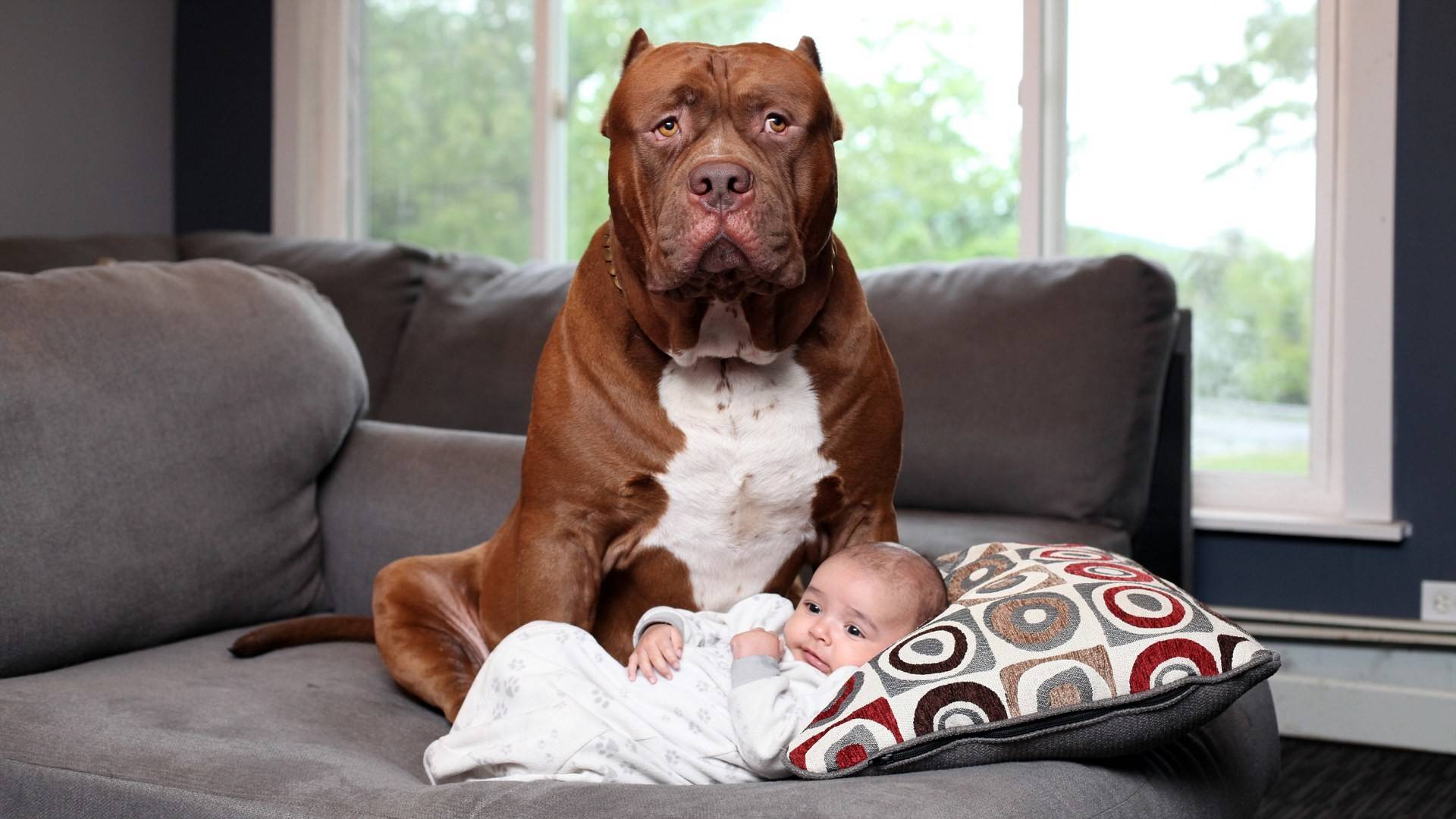 Спокойные породы собак: самые лучшие, маленького размера для квартиры
