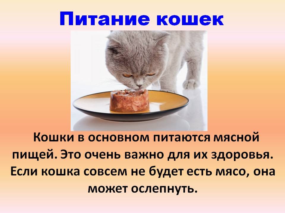 Чем кормить кота в домашних условиях: секреты правильного питания