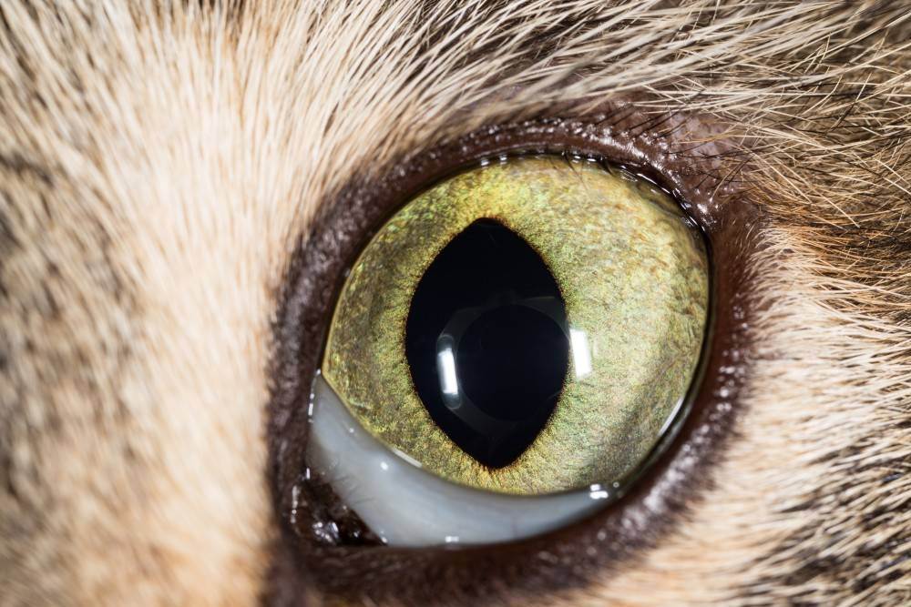 У кота слезятся глаза - причины и правильное лечение