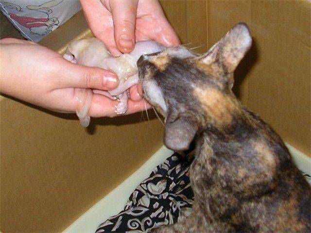 Как дать кошке таблетку от глистов – разные способы, советы и рекомендации