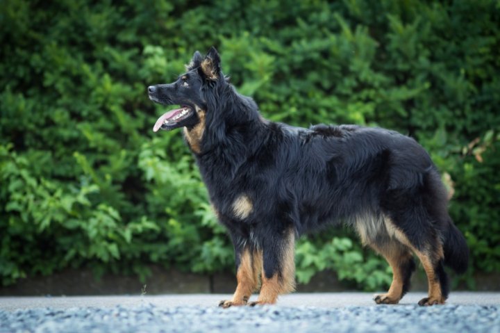 Порода собак чешская овчарка — сайт эксперта по животным — howmeow