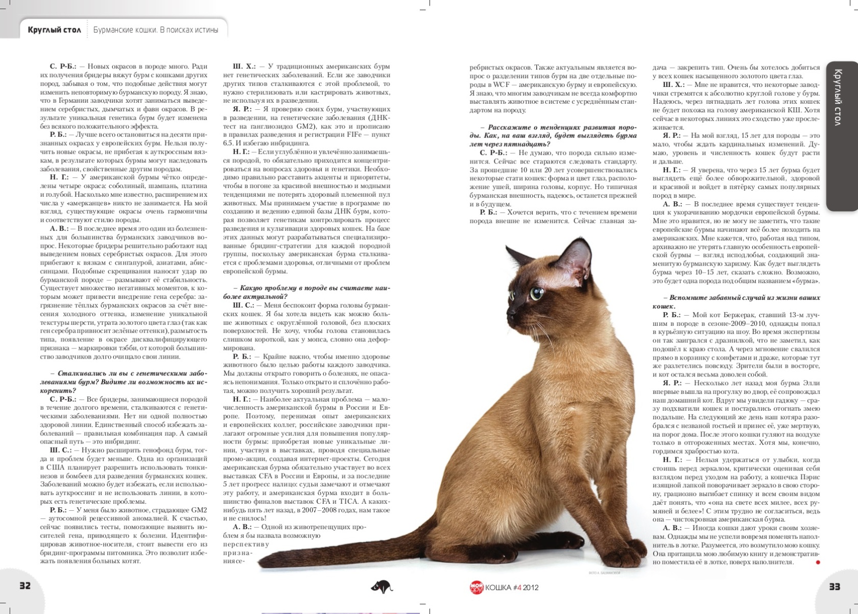 Бурманская кошка — плюсы и минусы