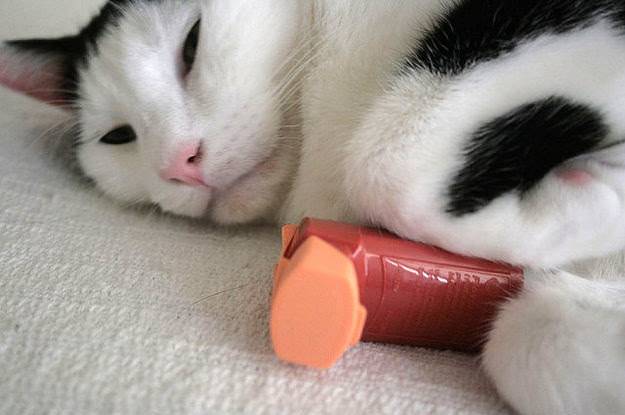 Симптомы и лечение бронхиальной астмы у кошек