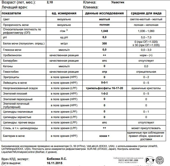 Мочекаменная болезнь у котов и кошек