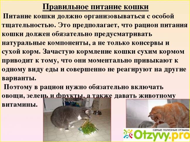 Болезни печени у кошек и их лечение с помощью диетического корма для кошек | hill's pet