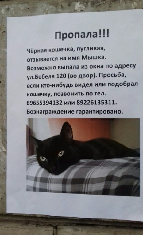 73 приметы про кошек в доме (суеверия, поверья)