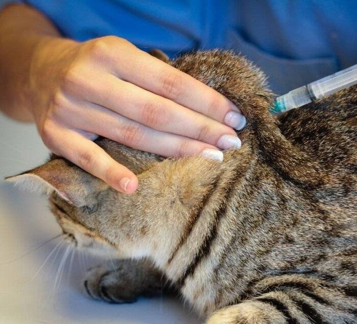 Гемобартонеллез у кошек — 4 пути заражения