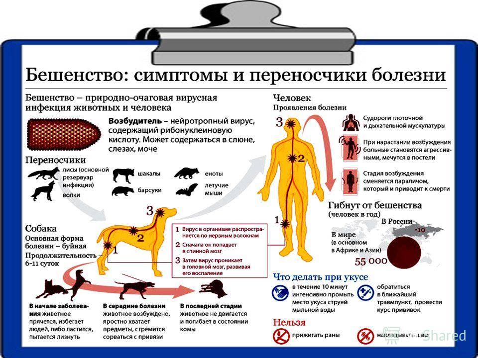 Как проявляется бешенство у кошек | советы от питомца✚