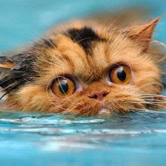 Как купать кота
