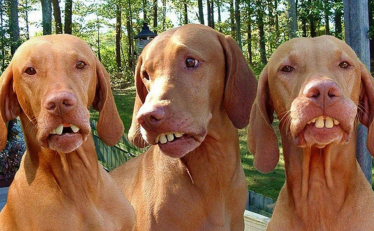 Смешные породы собак — фото с названиями