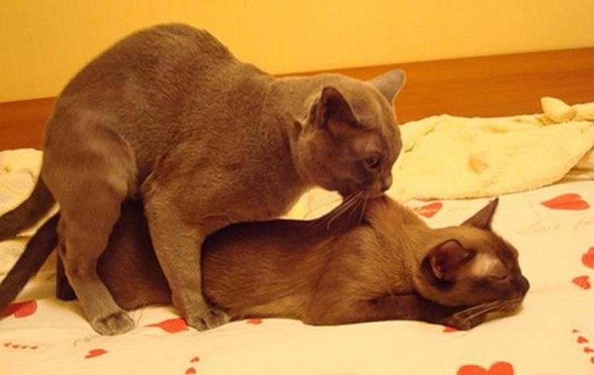Поведение кошек во время течки: в каком возрасте кошка начинает просить кота, как избежать потомства