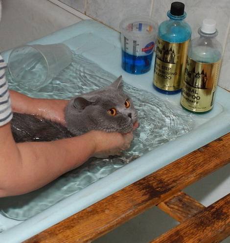 Нужно ли мыть кошек и как часто это можно делать