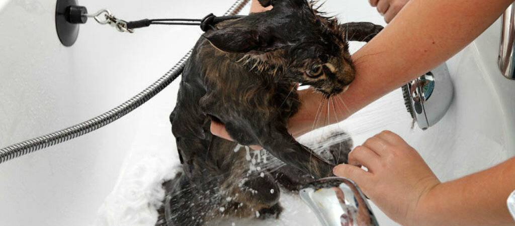 Как искупать кошку, если нет специального шампуня