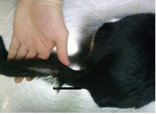 Залом или перелом хвоста у кошек: симптомы, лечение