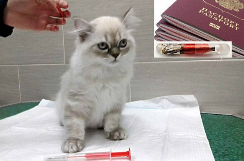 Чипирование кошек:  как и зачем чипировать котов