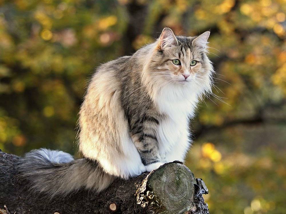 Норвежская лесная кошка: описание породы, характер, фото