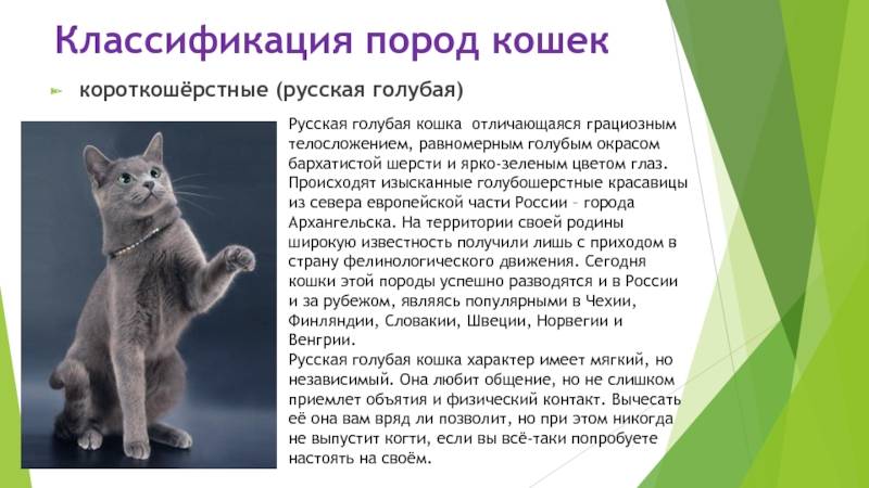 Сибирская маскарадная кошка: описание породы, характер, содержание и уход