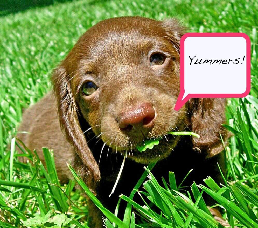 Почему собака ест траву? собаки – вегетарианцы? | блог ветклиники "беланта"