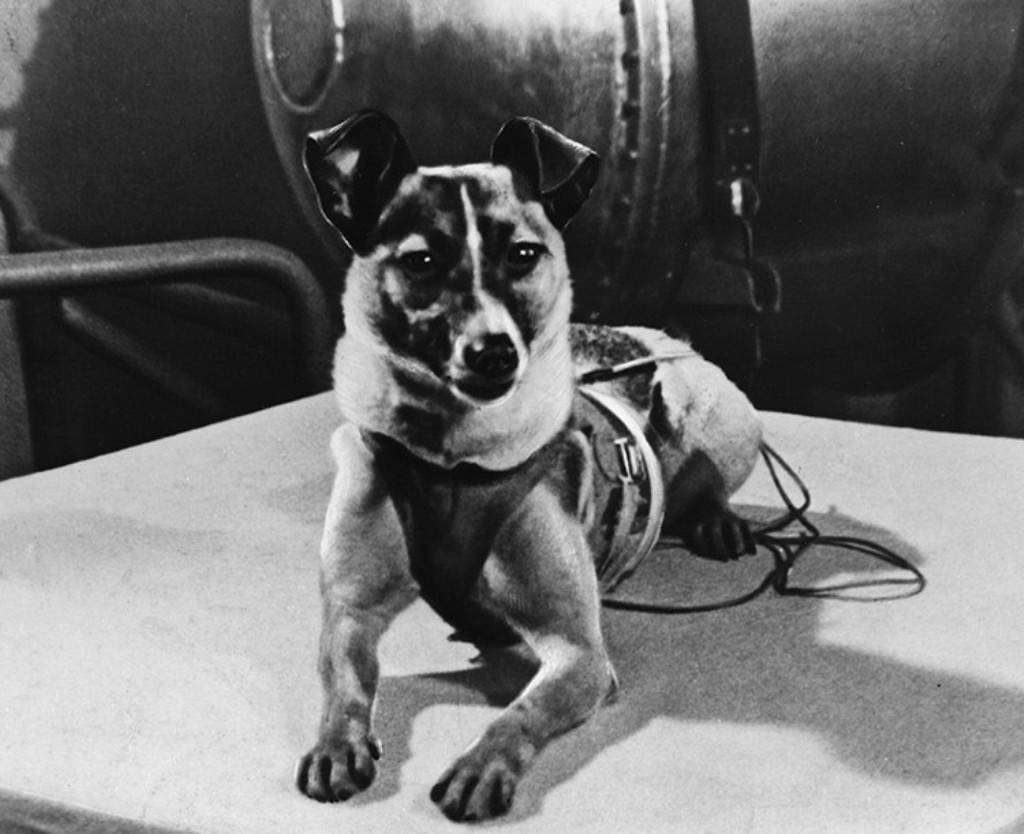 Лайка первая собака которая полетела в космос