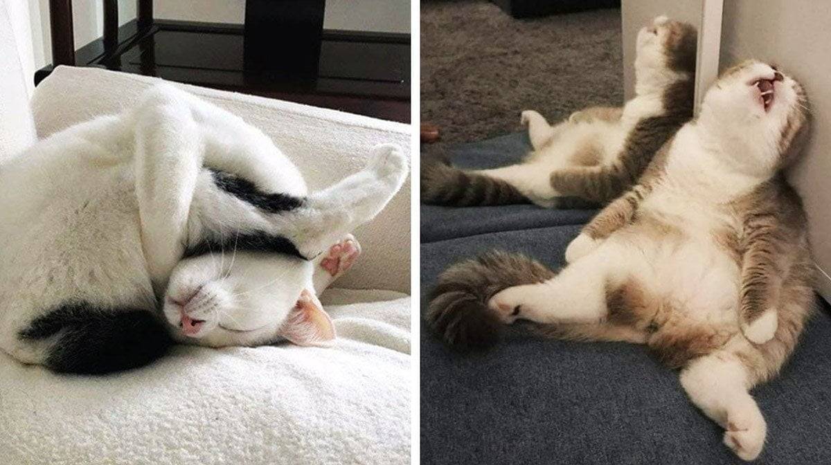 Почему кошки выбирают необычные места для сна?