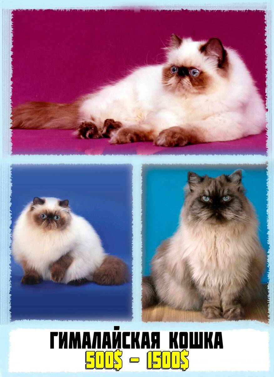 Гималайская кошка: описание породы, характер, уход, фото | кот и кошка
