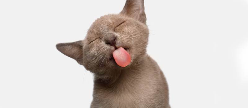 Можно ли кошкам сладкое или вкусовые пристрастия четвероногих