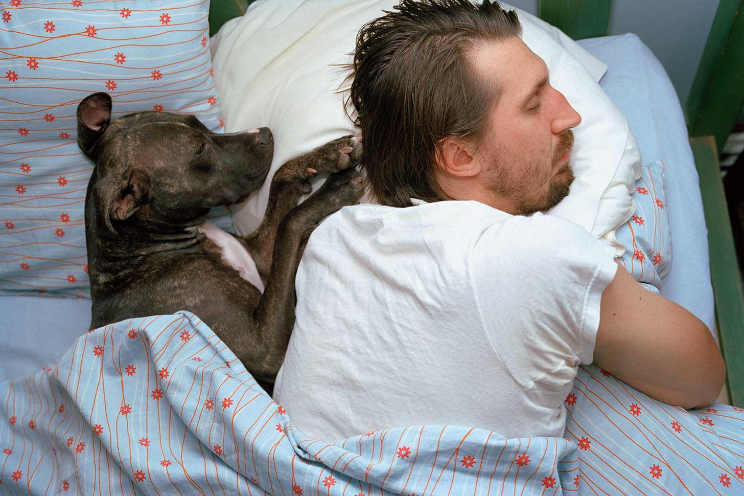 Собака лезет под одеяло. почему собака спит в одной постели с хозяином? объяснения опытных заводчиков...