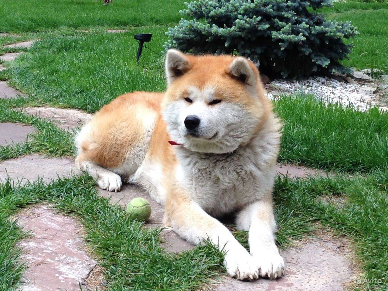 Акита-ину — японская собака