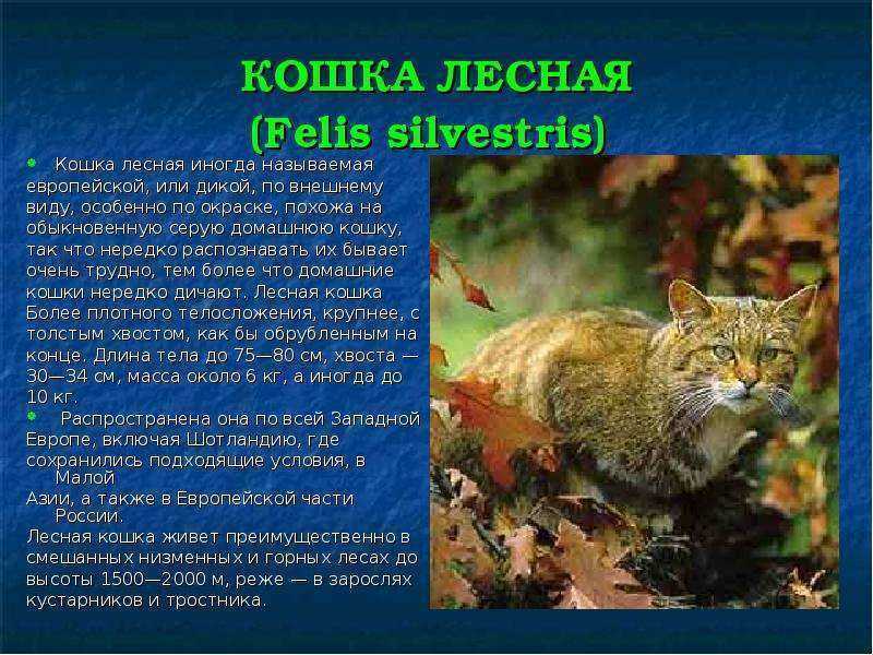 Амурский лесной кот: описание вида
