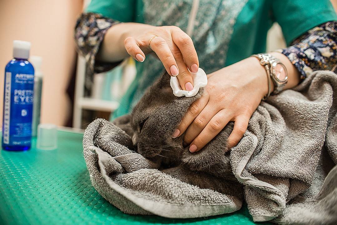 Как и чем почистить уши коту в домашних условиях, надо ли это делать