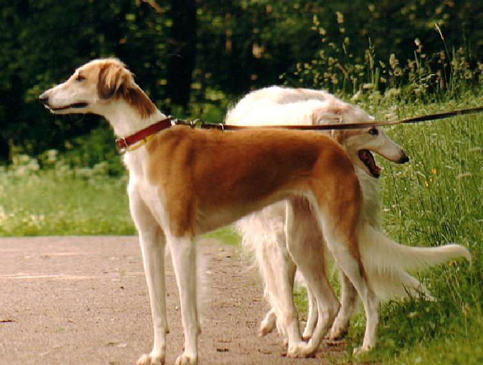 Охотничьи породы собак – название, фотографии
