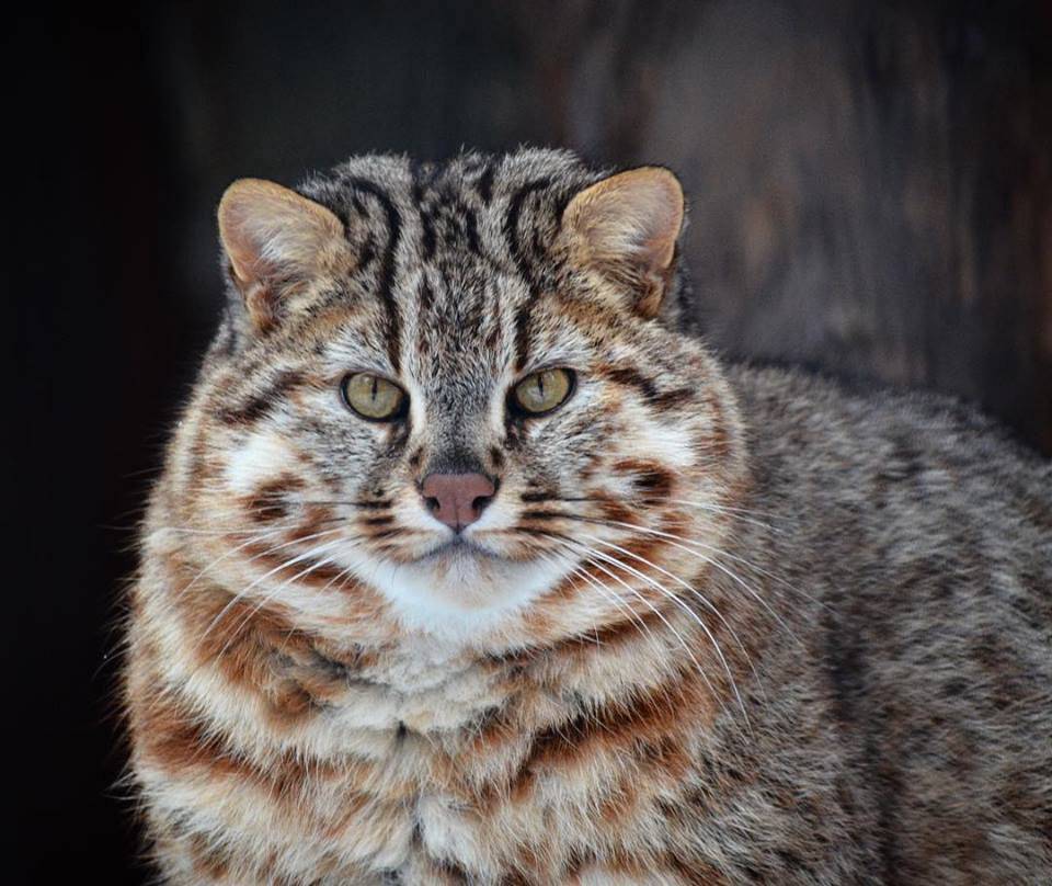 Амурский лесной кот – тихий охотник сибирских лесов, японских гот и китайских степей