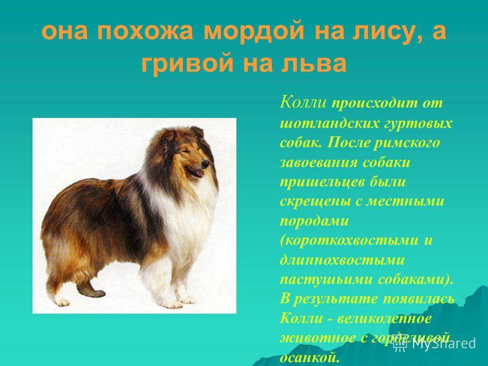 Шотландская овчарка (колли) – все о породе от а до я
