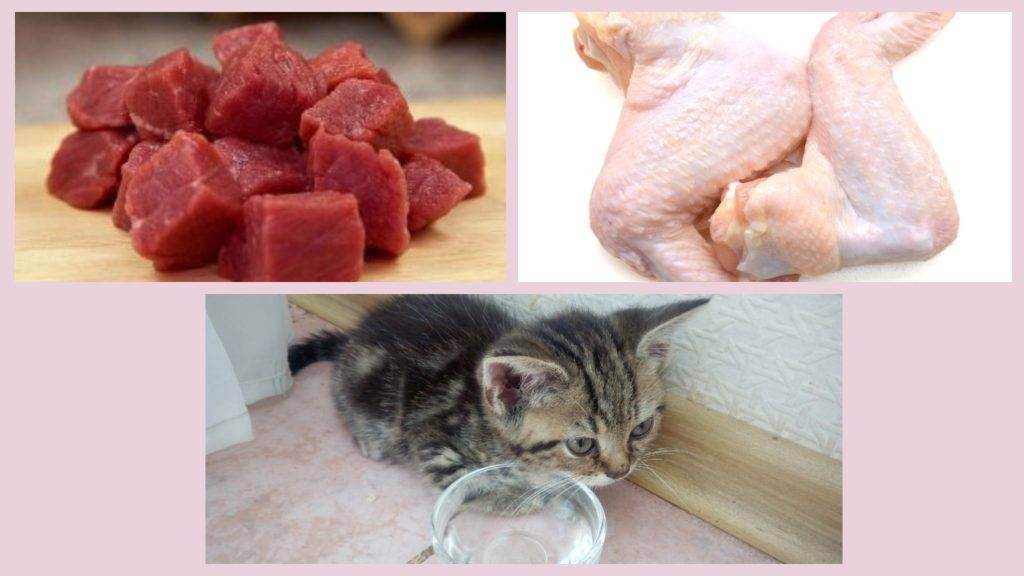 Можно ли кота кормить сырым мясом? можно ли кормить кошку свининой, курятиной и говядиной? какое мясо нежелательно употреблять и какое категорически нельзя?