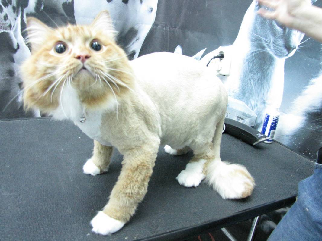 Подстричь кошку в бронницах